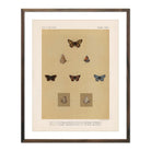 Butterflies - 3 Art Print - Muir Way - Animals