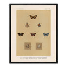 Butterflies - 3 Art Print - Muir Way - Animals