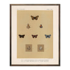 Butterflies - 3 Art Print - Muir Way - Animals
