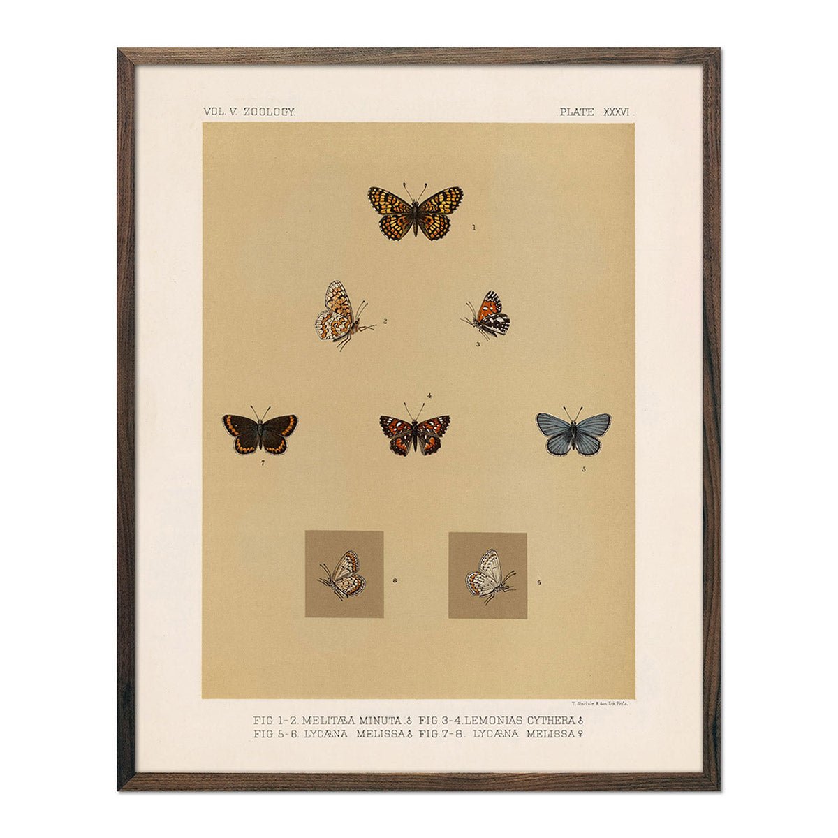 Butterflies - 3 Art Print - Muir Way - Animals