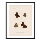 Butterflies - 4 Art Print - Muir Way - Animals
