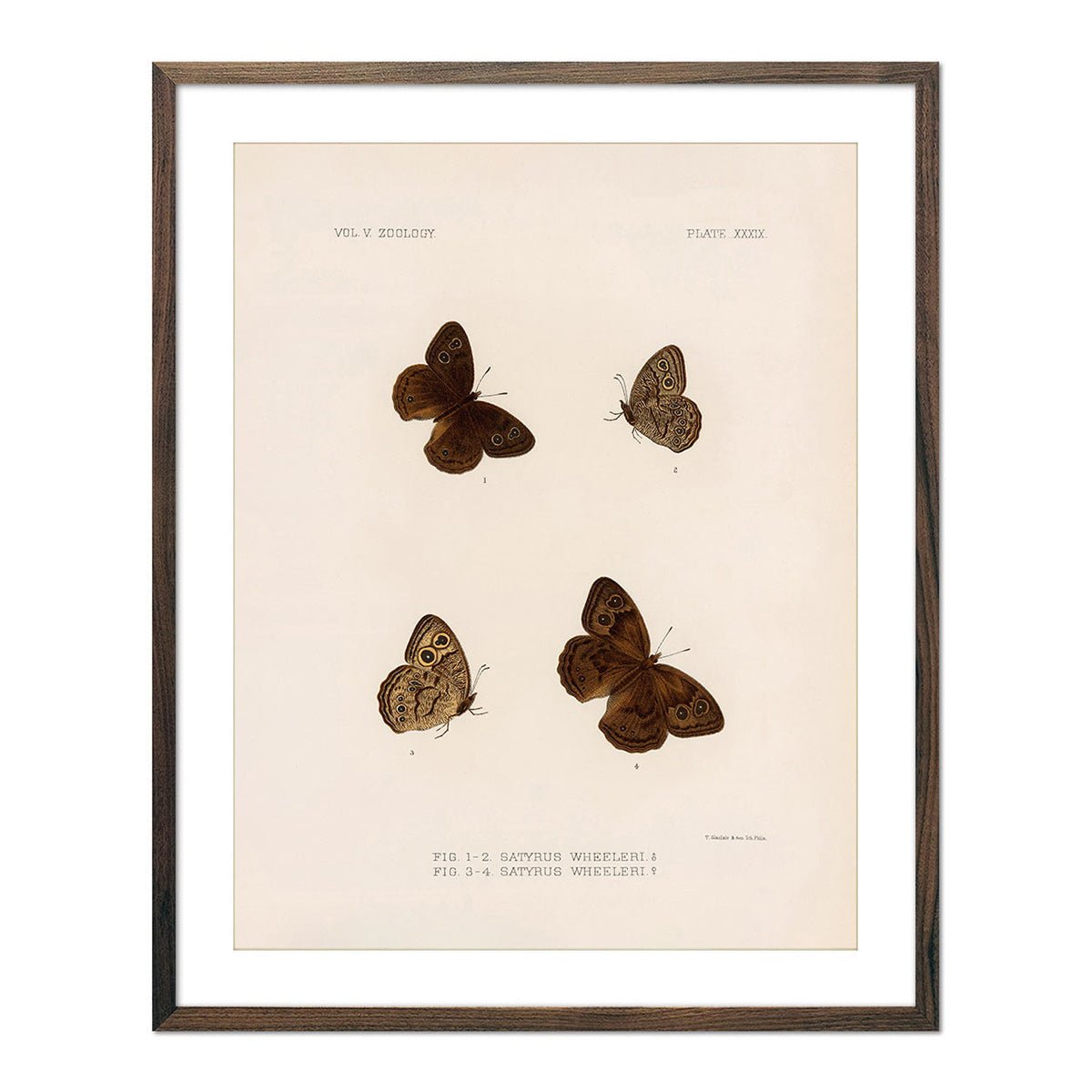 Butterflies - 4 Art Print - Muir Way - Animals