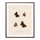 Butterflies - 4 Art Print - Muir Way - Animals