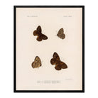 Butterflies - 4 Art Print - Muir Way - Animals