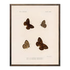 Butterflies - 4 Art Print - Muir Way - Animals