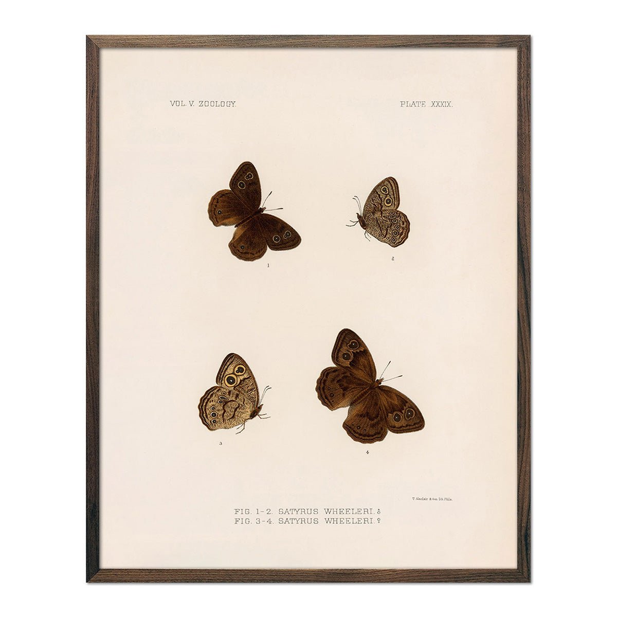 Butterflies - 4 Art Print - Muir Way - Animals