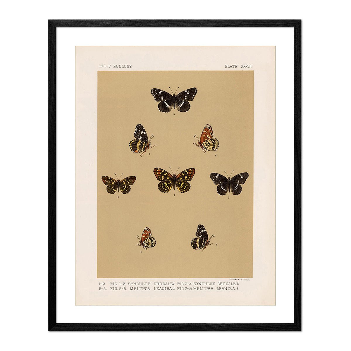 Butterflies - 5 Art Print - Muir Way - Animals