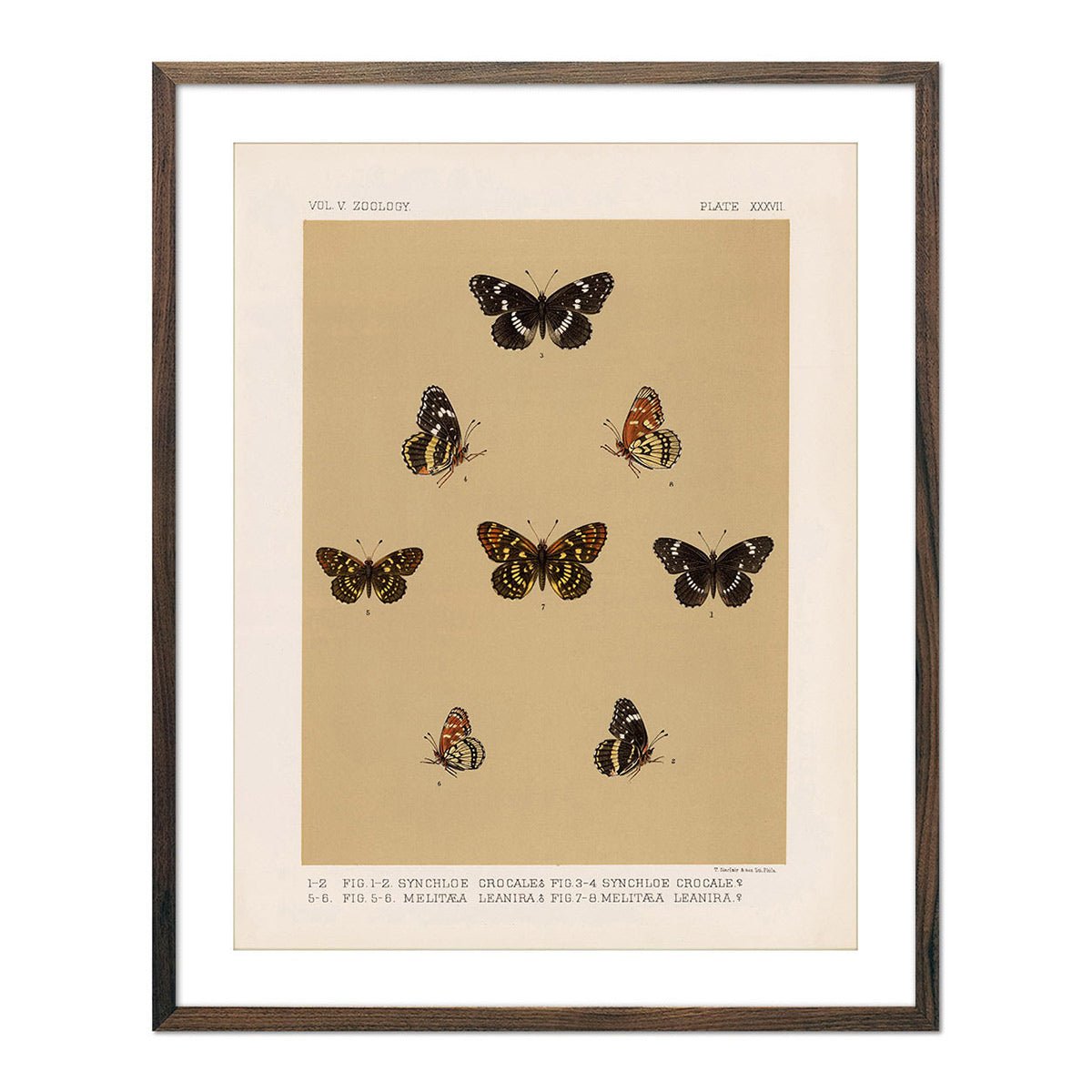 Butterflies - 5 Art Print - Muir Way - Animals