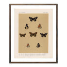 Butterflies - 5 Art Print - Muir Way - Animals