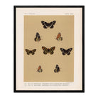 Butterflies - 5 Art Print - Muir Way - Animals