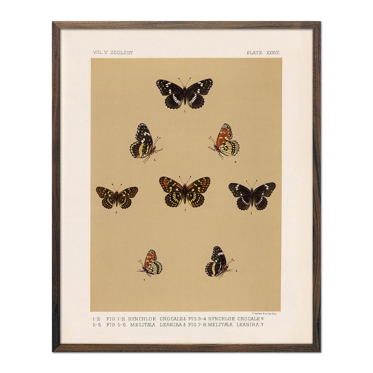 Butterflies - 5 Art Print - Muir Way - Animals