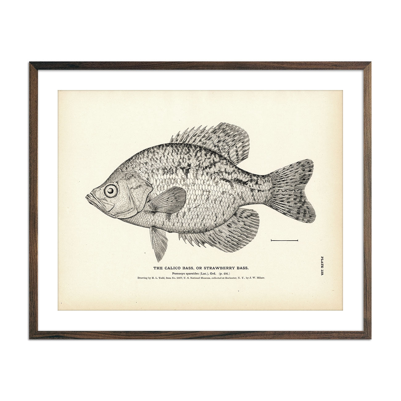 Calico Bass (Strawberry Bass) Art Print - Muir Way - Fisheries