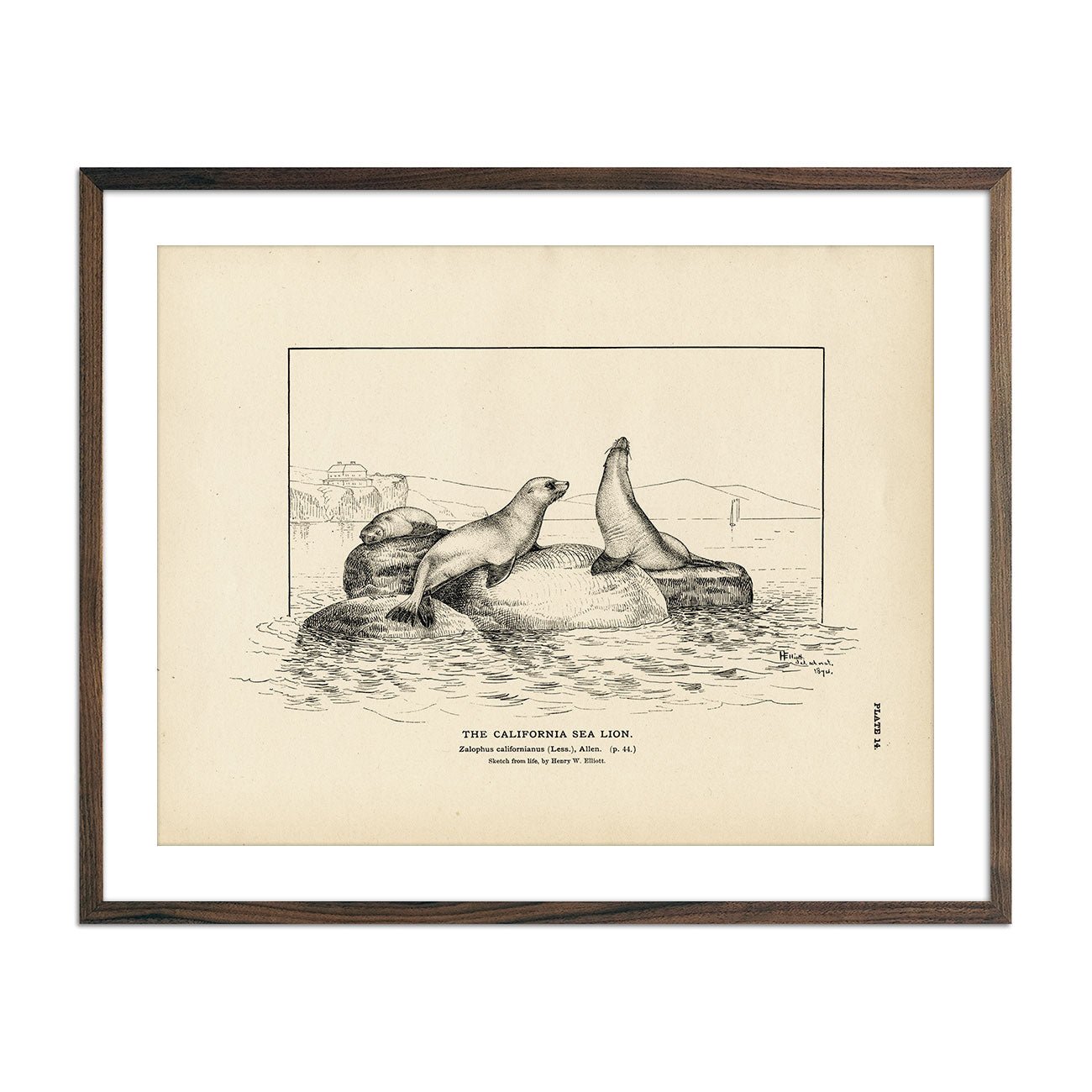 California Sea Lion Art Print - Muir Way - Fisheries