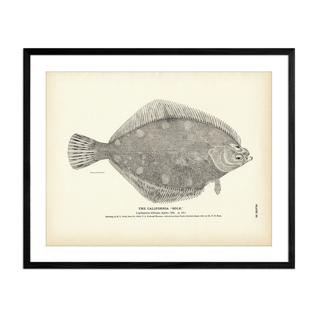 California "Sole" Art Print - Muir Way - Fisheries