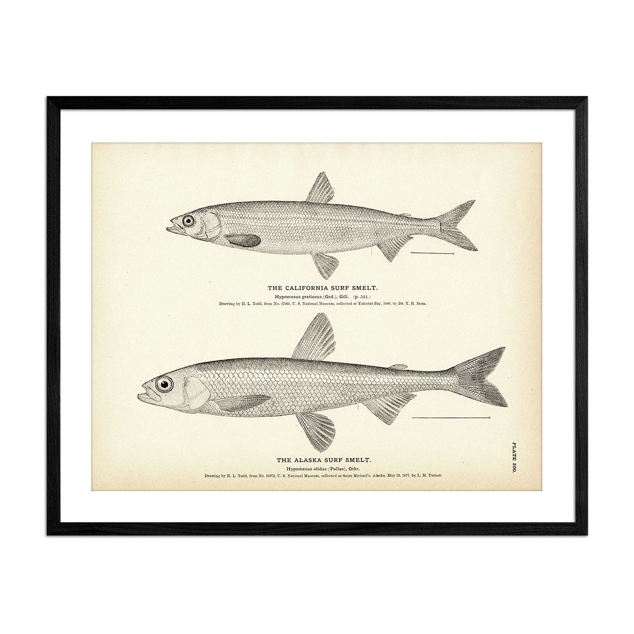 California Surf Smelt and Alaska Surf Smelt Art Print - Muir Way - Fisheries