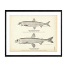 California Surf Smelt and Alaska Surf Smelt Art Print - Muir Way - Fisheries