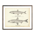 California Surf Smelt and Alaska Surf Smelt Art Print - Muir Way - Fisheries