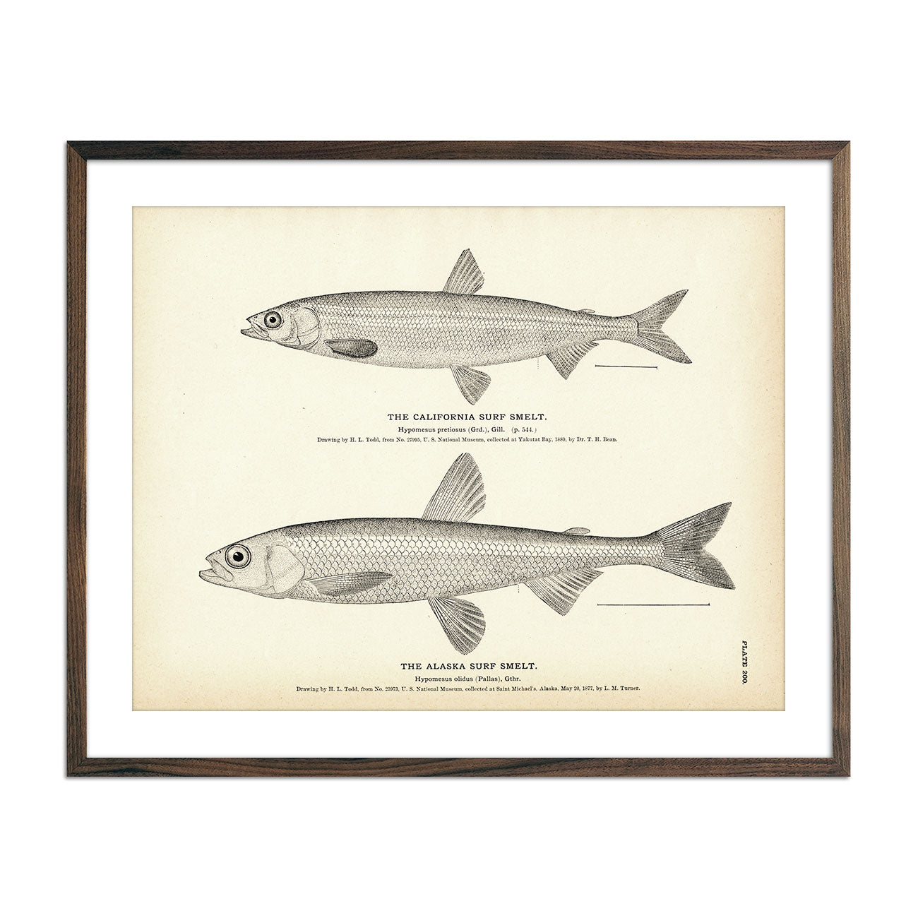 California Surf Smelt and Alaska Surf Smelt Art Print - Muir Way - Fisheries