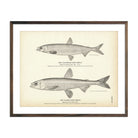 Vintage California and Alaska Surf Smelt fish print