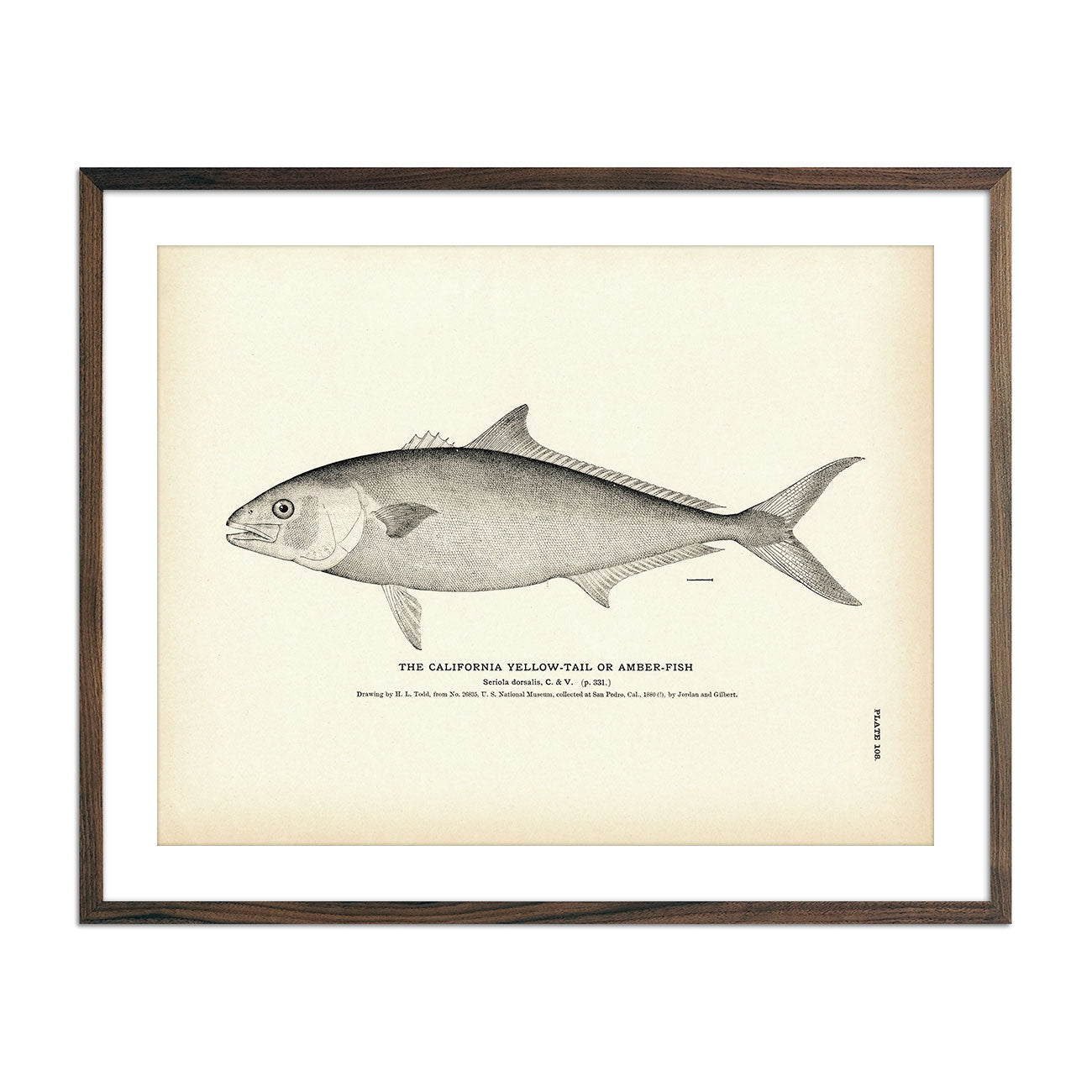 California Yellow - Tail (Amber - Fish) Art Print - Muir Way - Fisheries