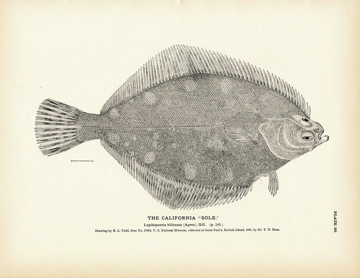 California "Sole" Art Print - Muir Way - Fisheries