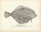 California "Sole" Art Print - Muir Way - Fisheries