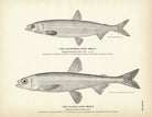 California Surf Smelt and Alaska Surf Smelt Art Print - Muir Way - Fisheries