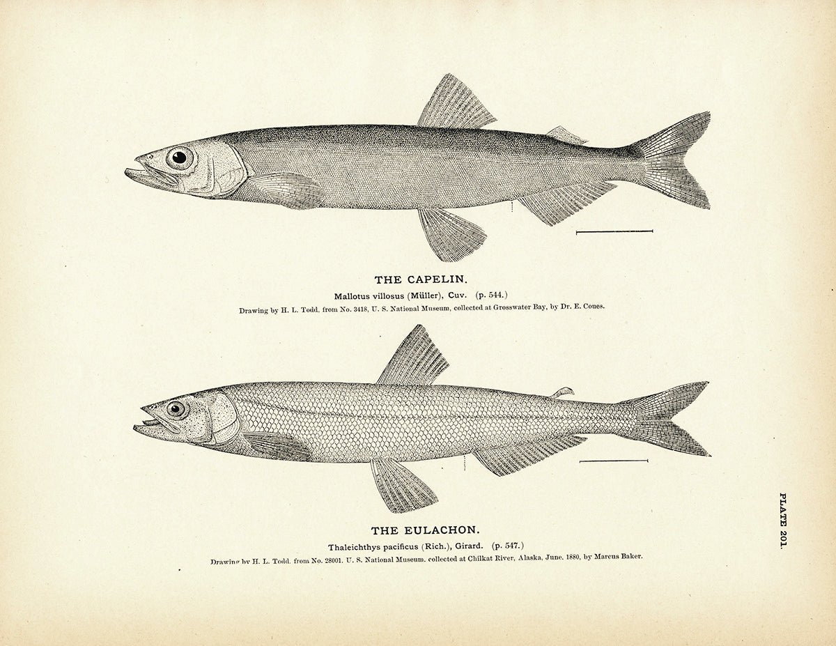 Capelin and Eulachon Art Print - Muir Way - Fisheries