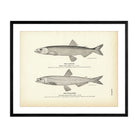 Capelin and Eulachon Art Print - Muir Way - Fisheries