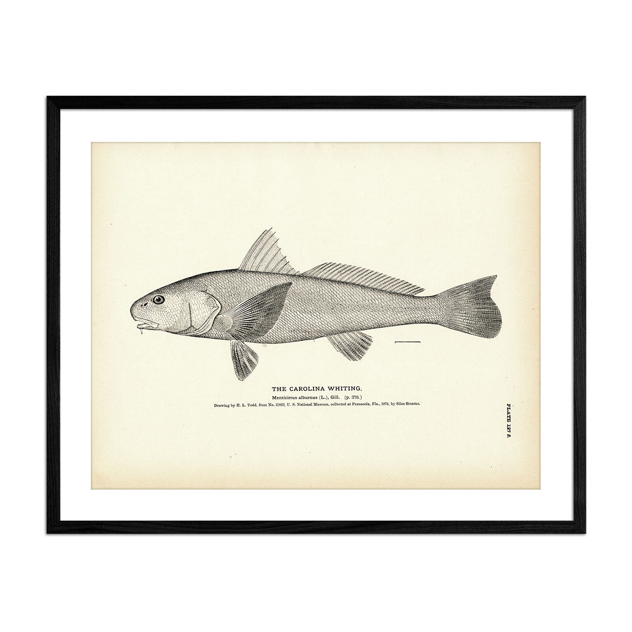 Carolina Whiting Art Print - Muir Way - Fisheries