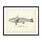 Carolina Whiting Art Print - Muir Way - Fisheries