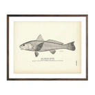 Carolina Whiting Art Print - Muir Way - Fisheries