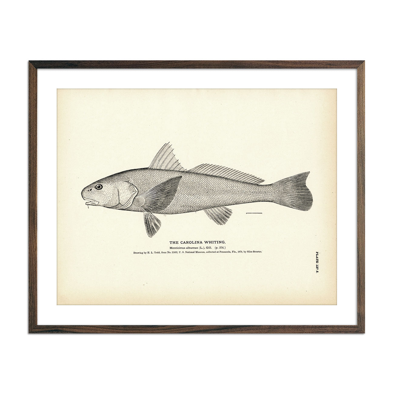Carolina Whiting Art Print - Muir Way - Fisheries