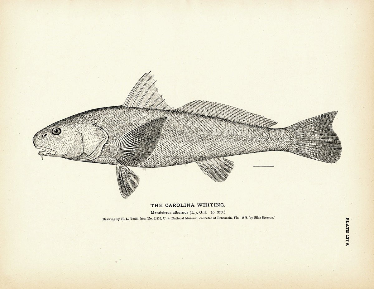 Carolina Whiting Art Print - Muir Way - Fisheries