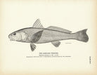 Carolina Whiting Art Print - Muir Way - Fisheries