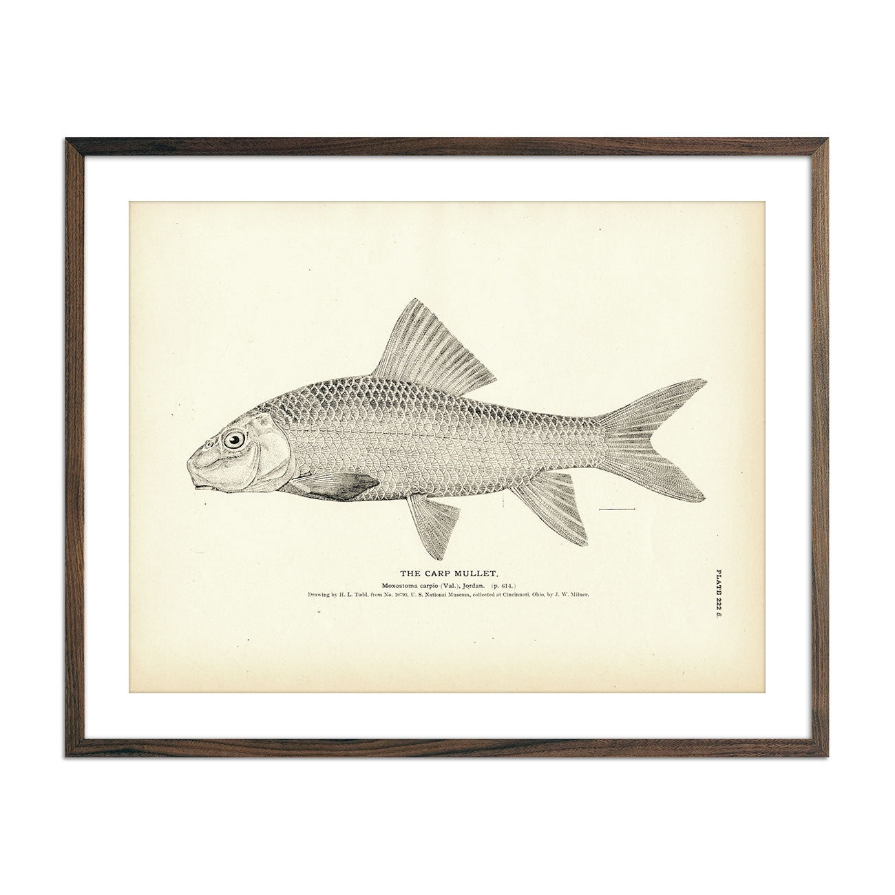 Carp Mullet Art Print - Muir Way - Fisheries