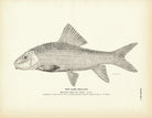 Carp Mullet Art Print - Muir Way - Fisheries