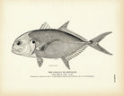 Cavally (Crevalle) Art Print - Muir Way - Fisheries