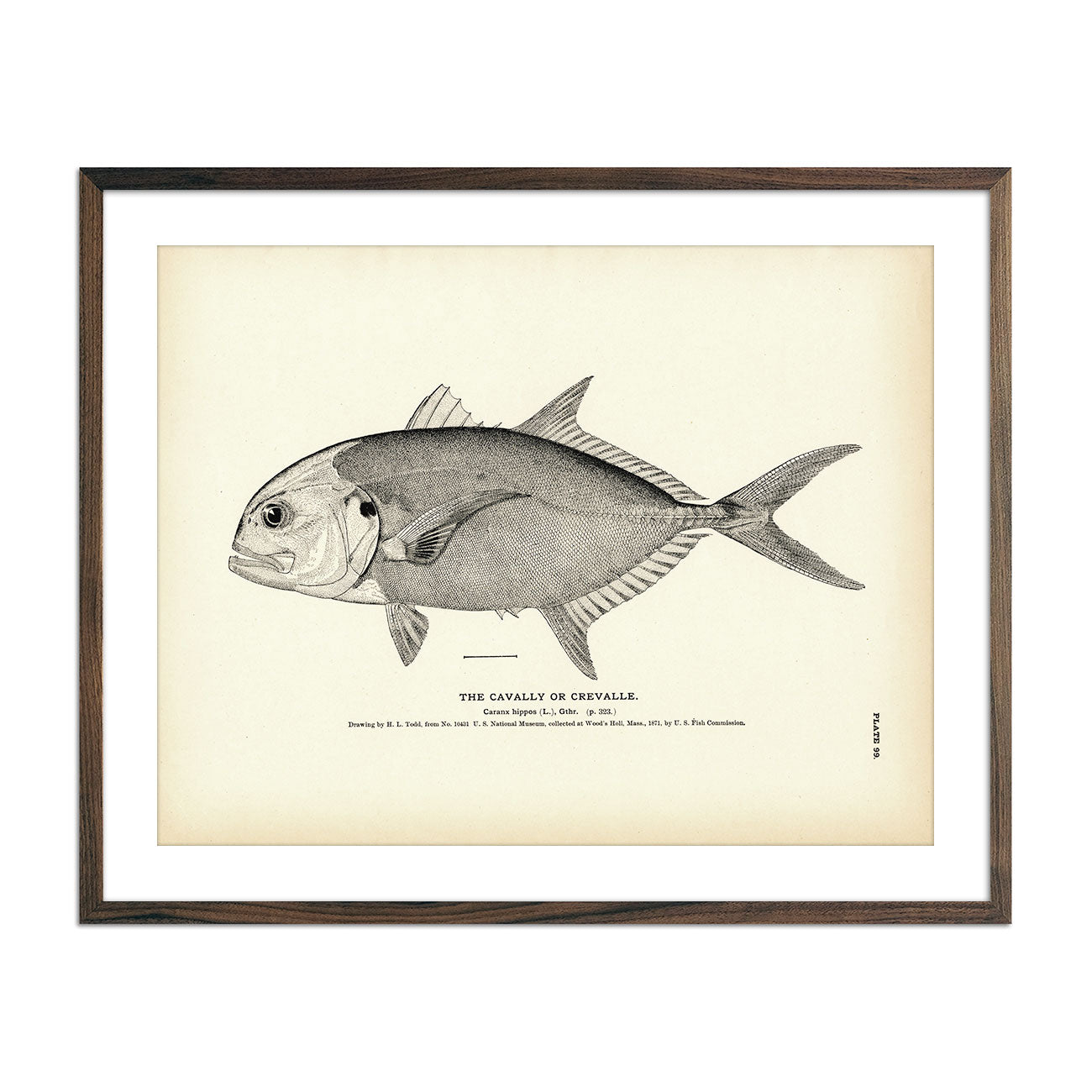 Cavally (Crevalle) Art Print - Muir Way - Fisheries