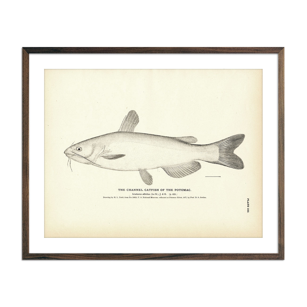 Channel Catfish Art Print - Muir Way - Fisheries