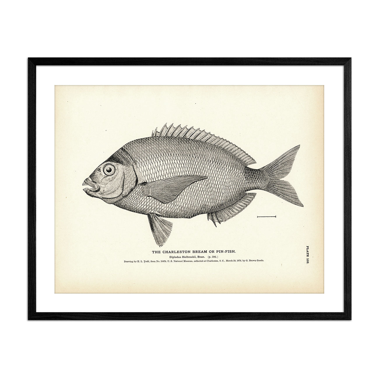 Charleston Bream (Pin - Fish) Art Print - Muir Way - Fisheries
