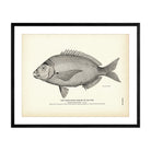 Charleston Bream (Pin - Fish) Art Print - Muir Way - Fisheries