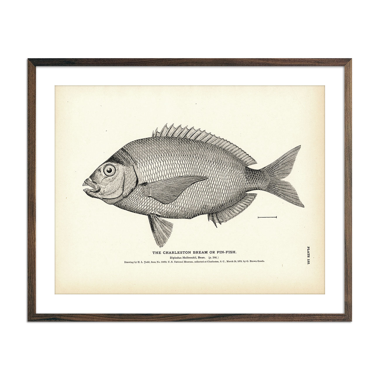 Vintage Charleston Bream fish print