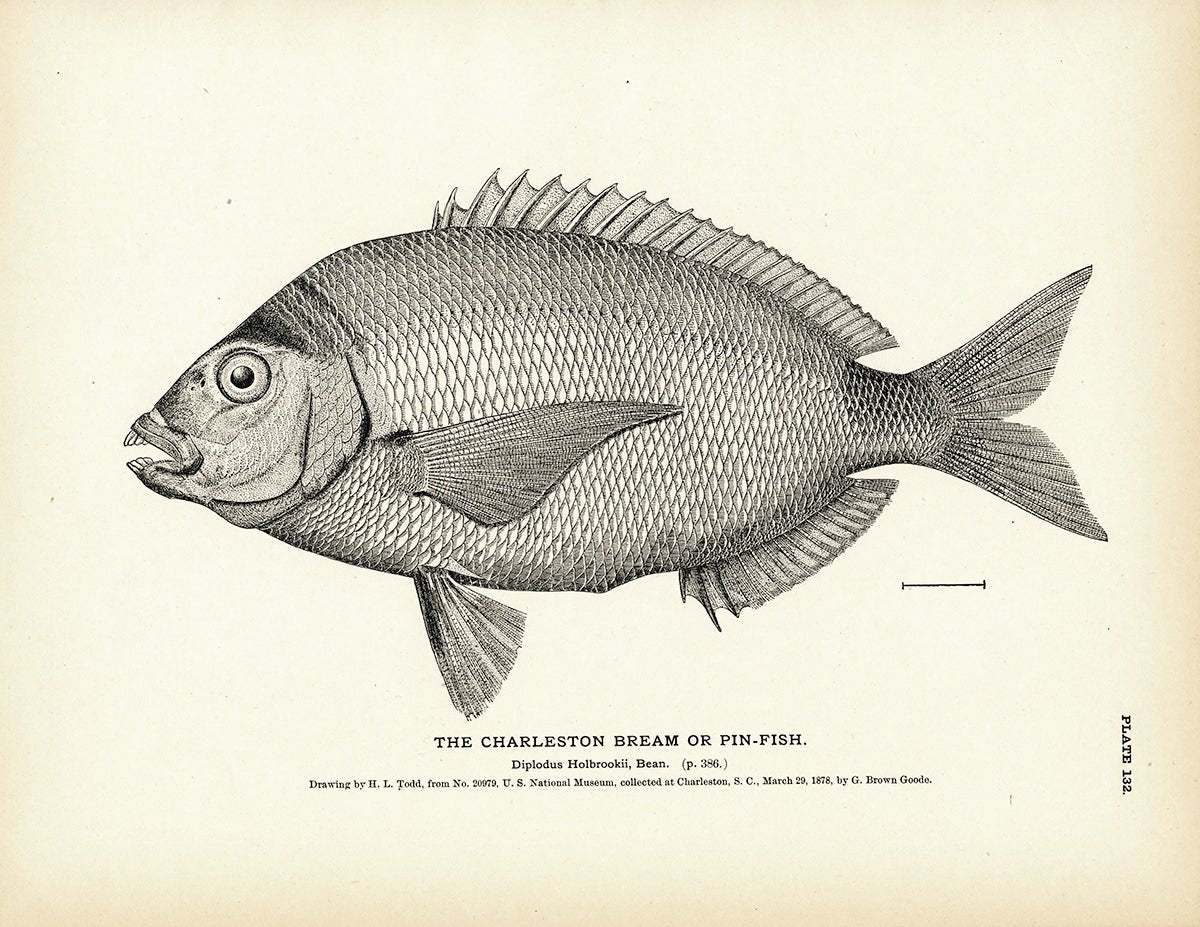 Charleston Bream (Pin - Fish) Art Print - Muir Way - Fisheries