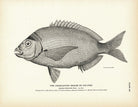 Charleston Bream (Pin - Fish) Art Print - Muir Way - Fisheries