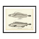 Chester's Hake and Blue Hake Art Print - Muir Way - Fisheries