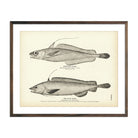 Chester's Hake and Blue Hake Art Print - Muir Way - Fisheries