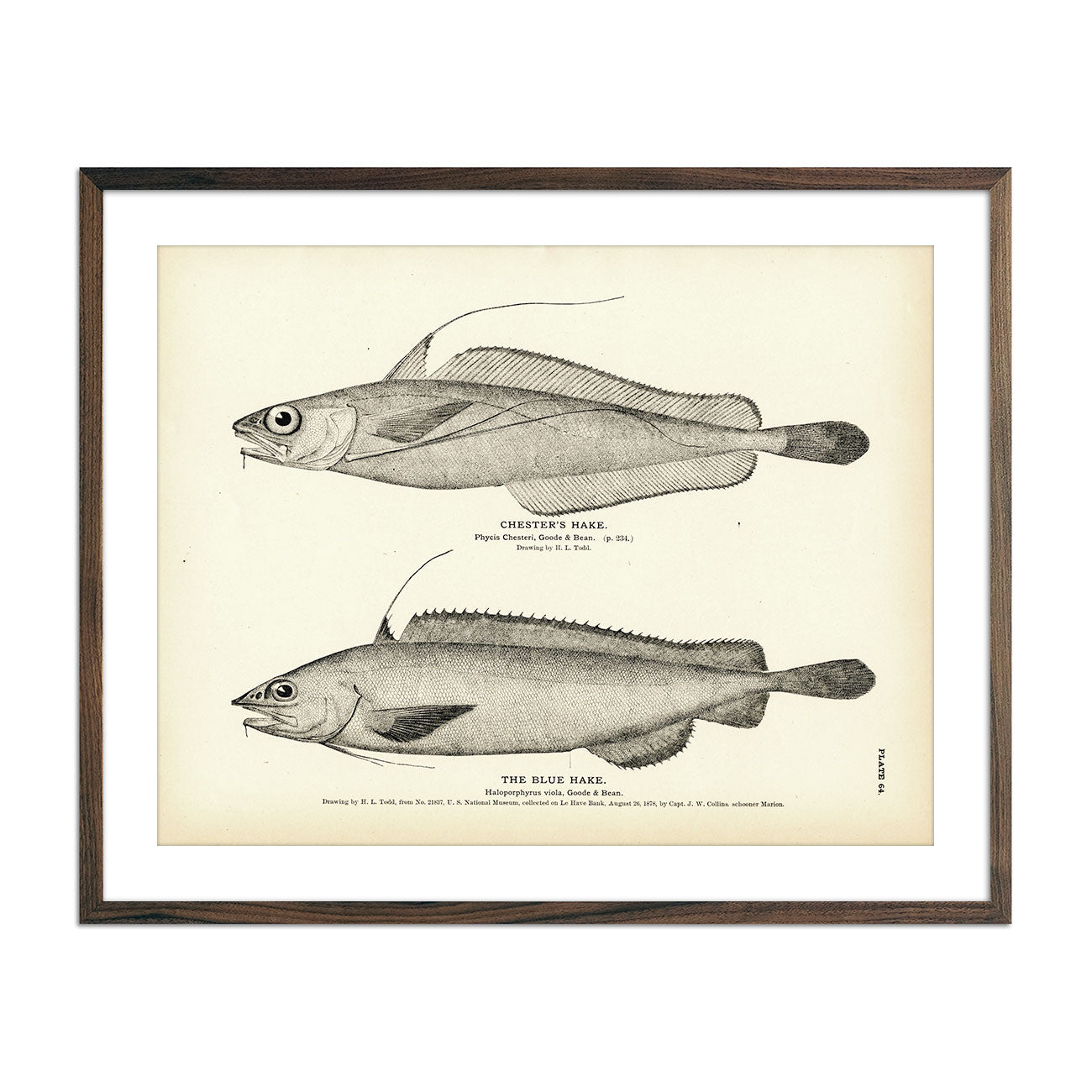 Chester's Hake and Blue Hake Art Print - Muir Way - Fisheries