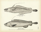 Chester's Hake and Blue Hake Art Print - Muir Way - Fisheries