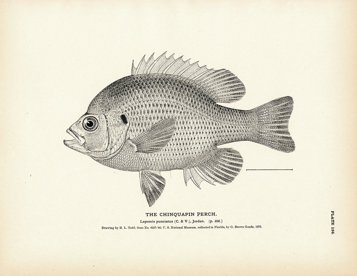 Chinquapin Perch Art Print - Muir Way - Fisheries